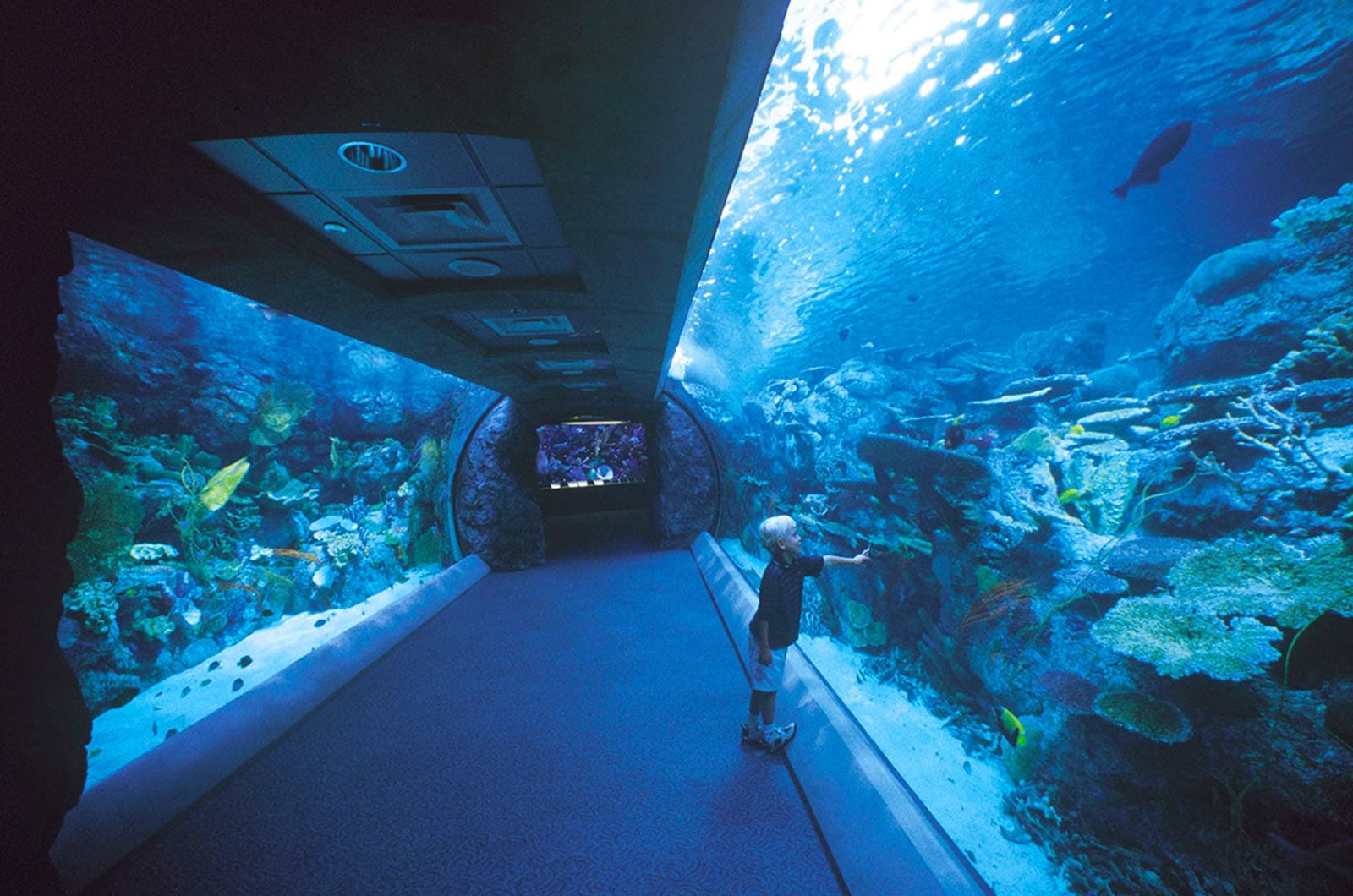 virtual tour aquarium of the pacific