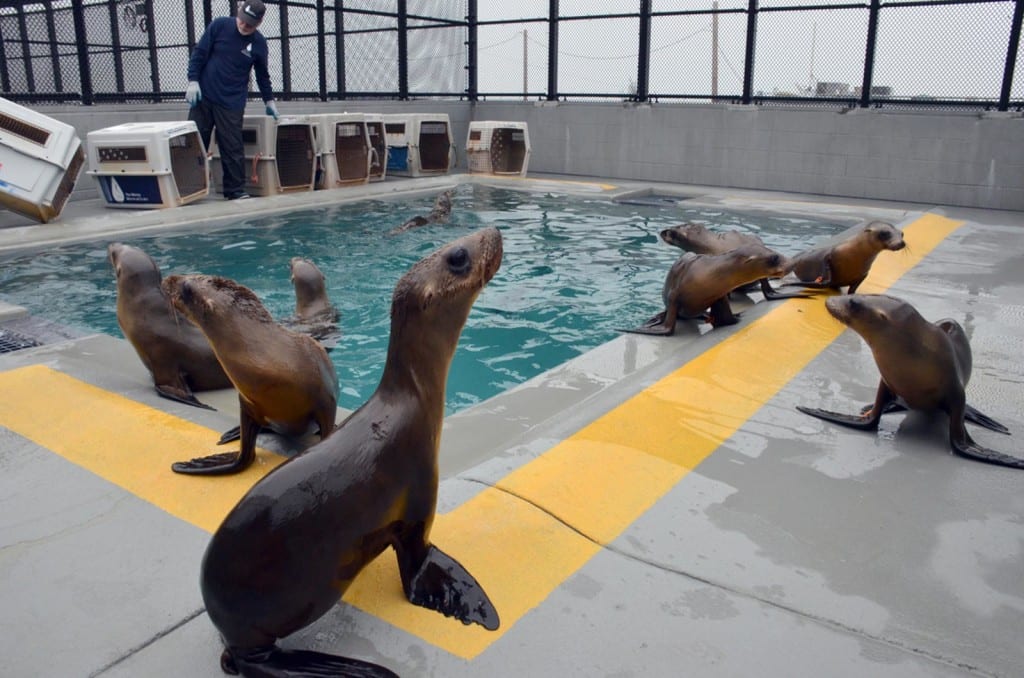 pacific-marine-mammal-center-laguna-beach-property-photographer