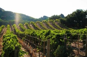 Malibu Family Wines | Malibu Virtual Tour Photographer | Malibu Virtual Tour Company